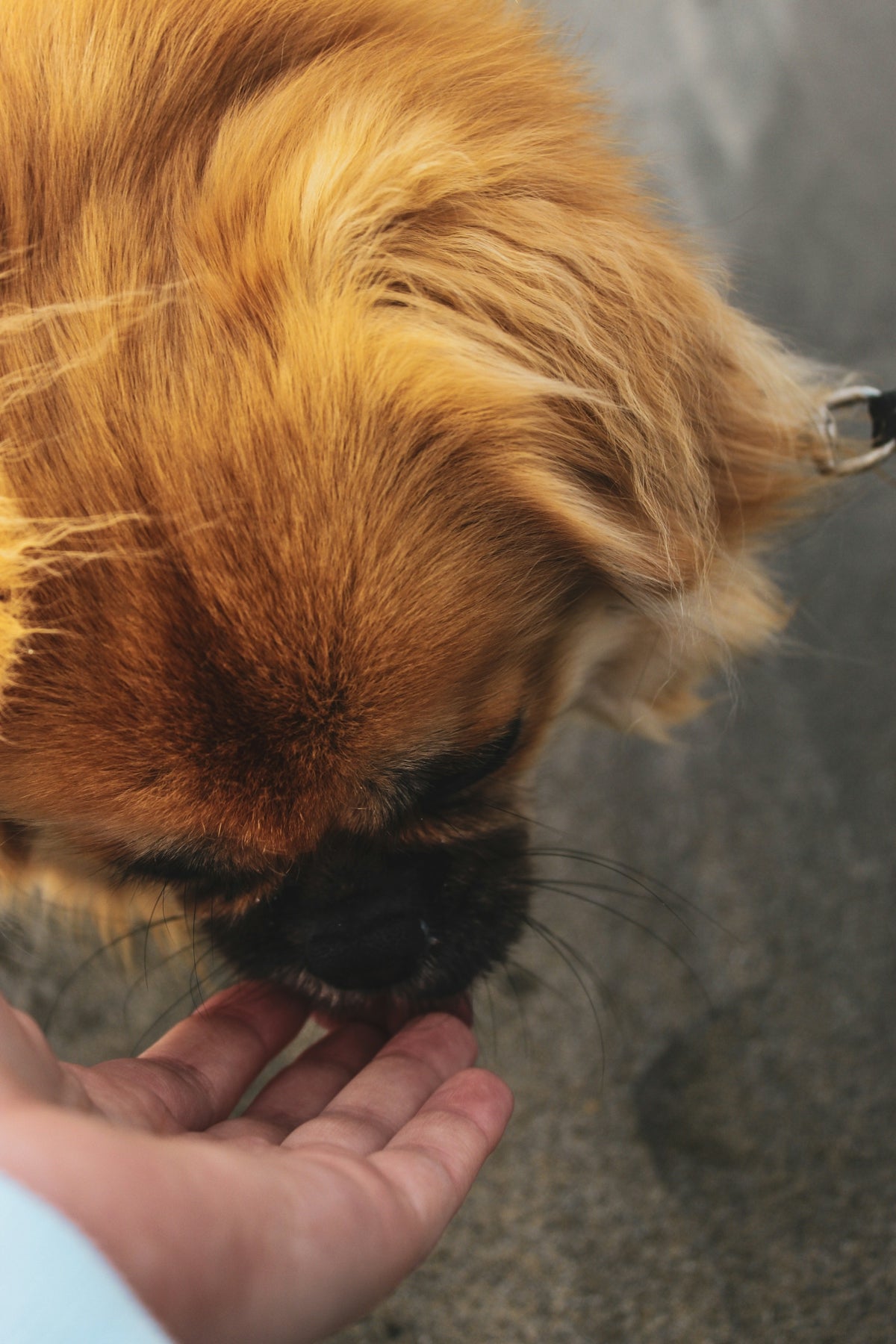 a dog licking a person's hand